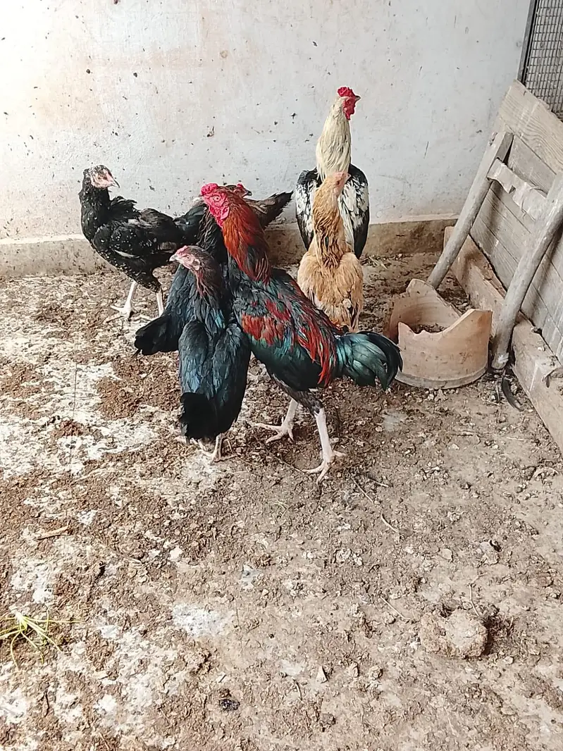 دو مرغے اور پانچ مرغیاں — photo 4