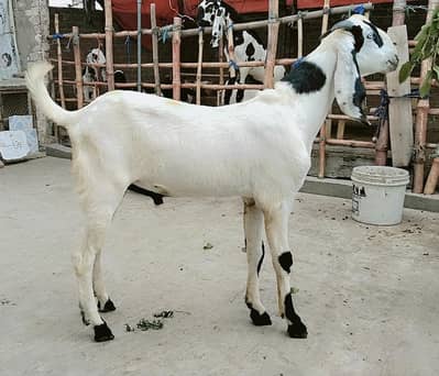 Bakra for sale Ablak print (Dealer Bhai mazrat)