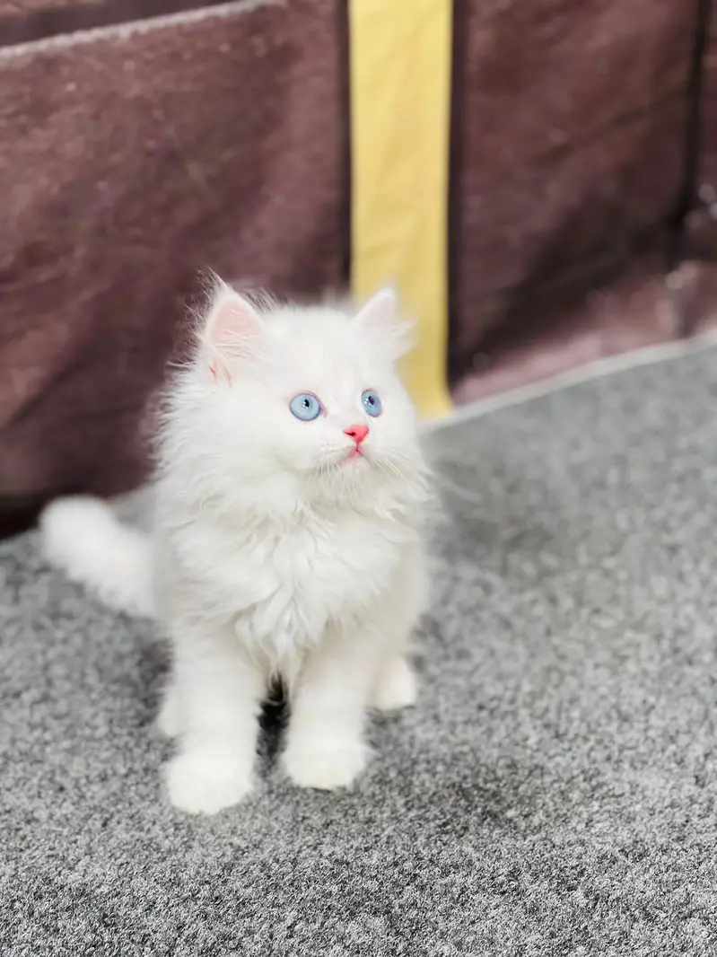 Cash on delivery persian cats & Kittens Available- Healthy & Playfull — photo 2