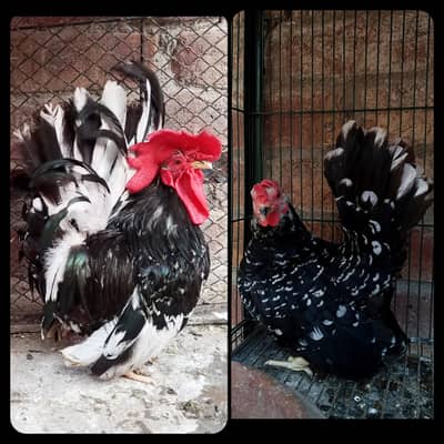 Japanese Bantam top quality
