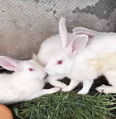 Rabbits