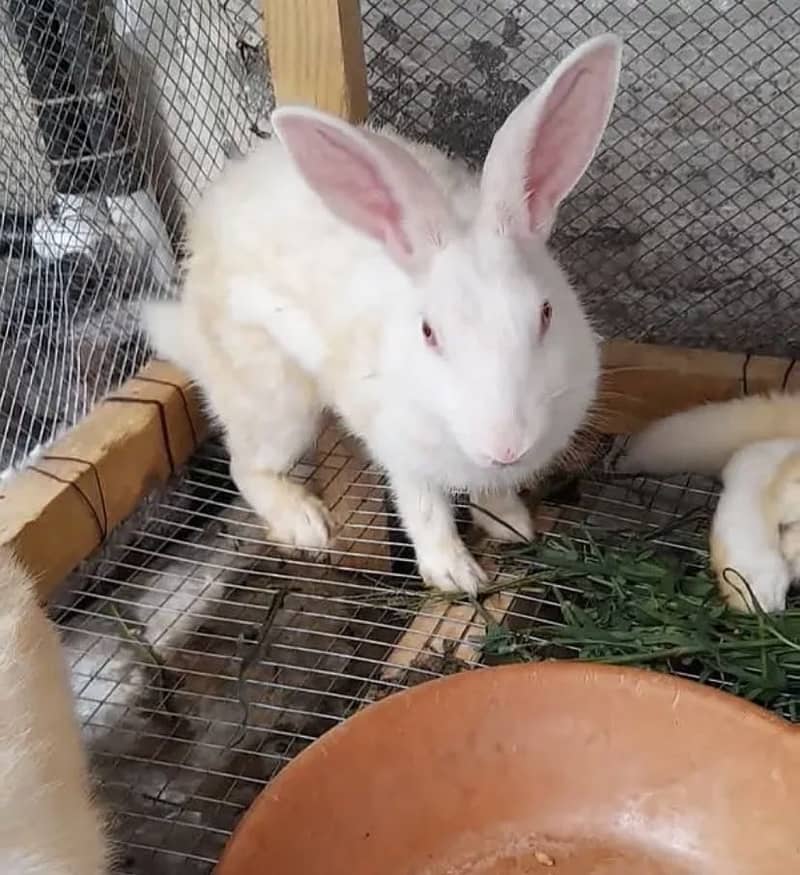 Rabbits 1