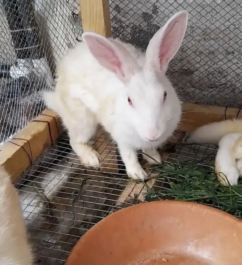 Rabbits — photo 2