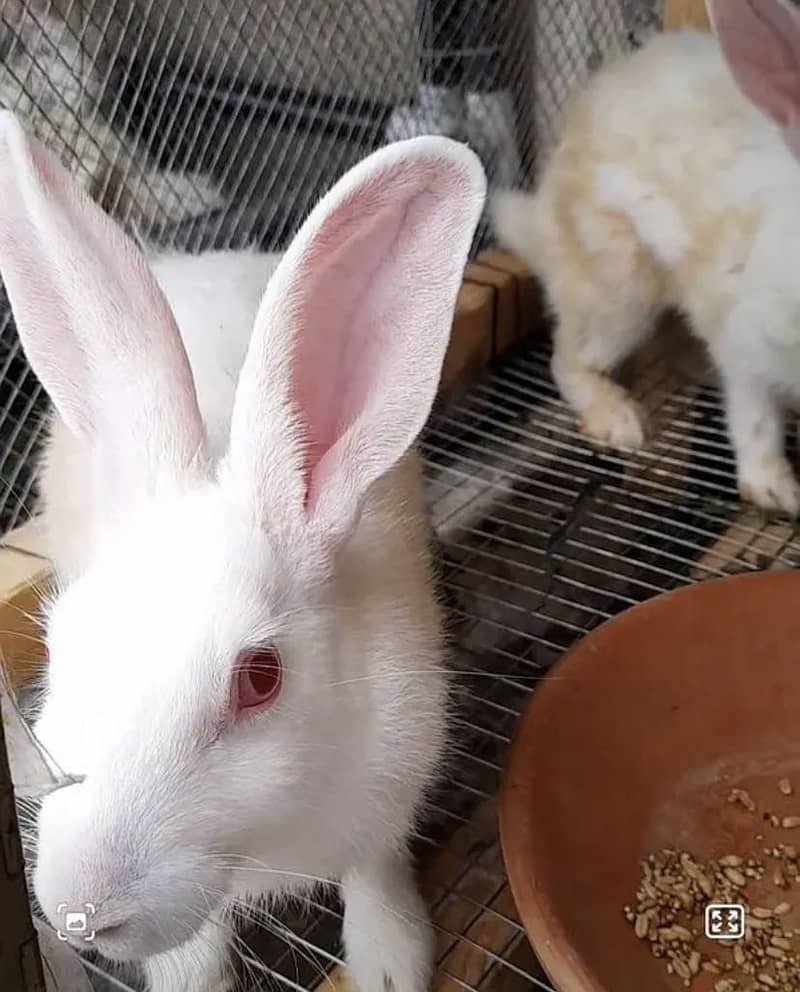 Rabbits 3