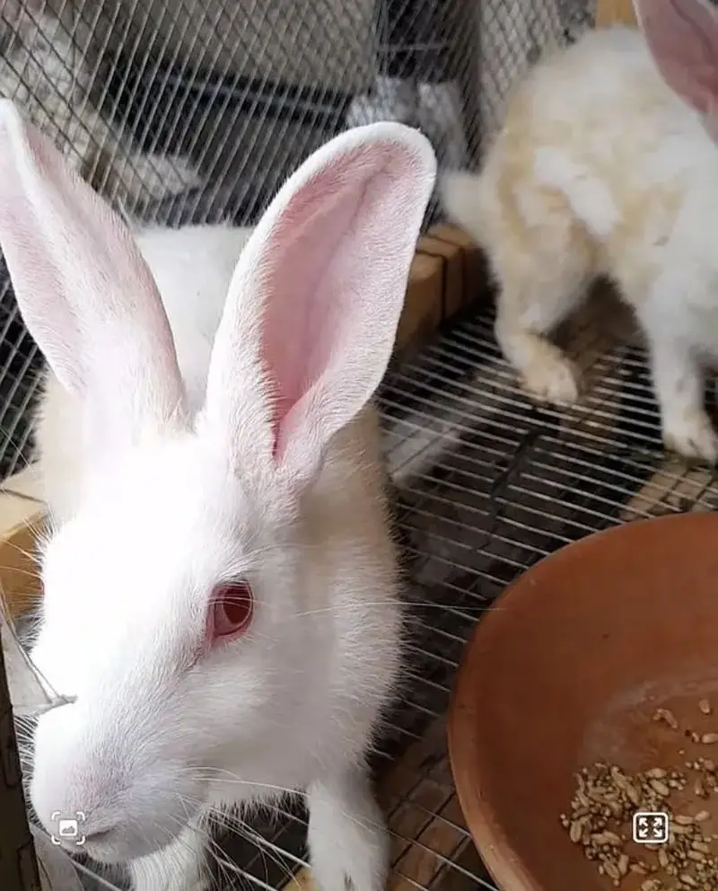 Rabbits — photo 4