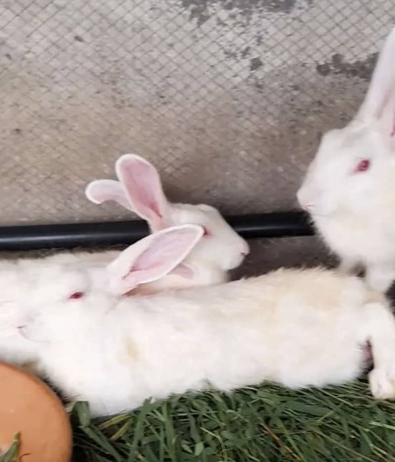 Rabbits 5