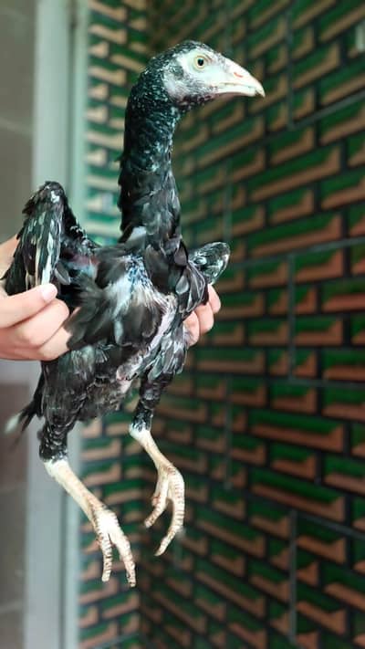 Aseel mianwali chick female hight quality