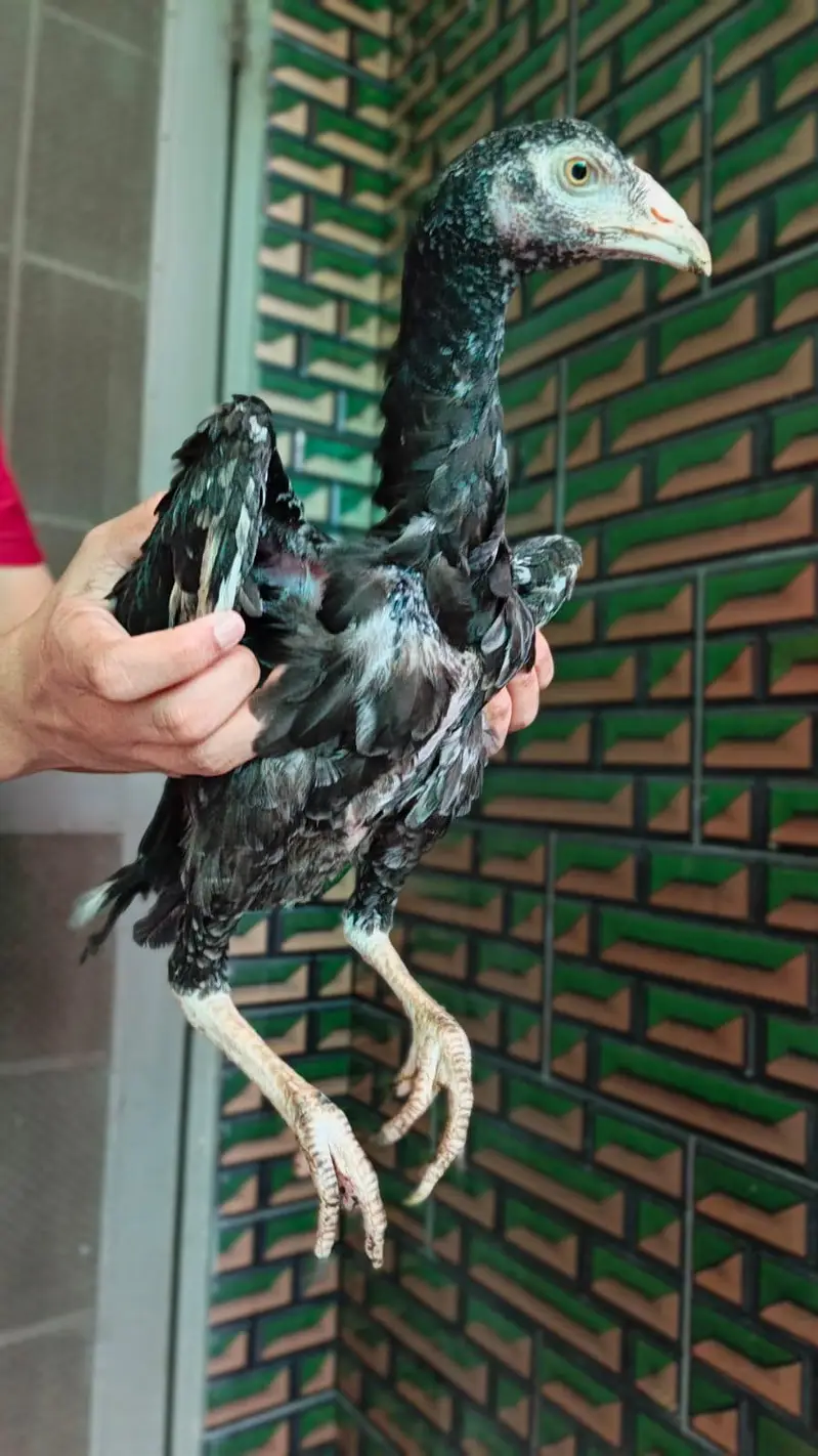 Aseel mianwali chick female hight quality — photo 2