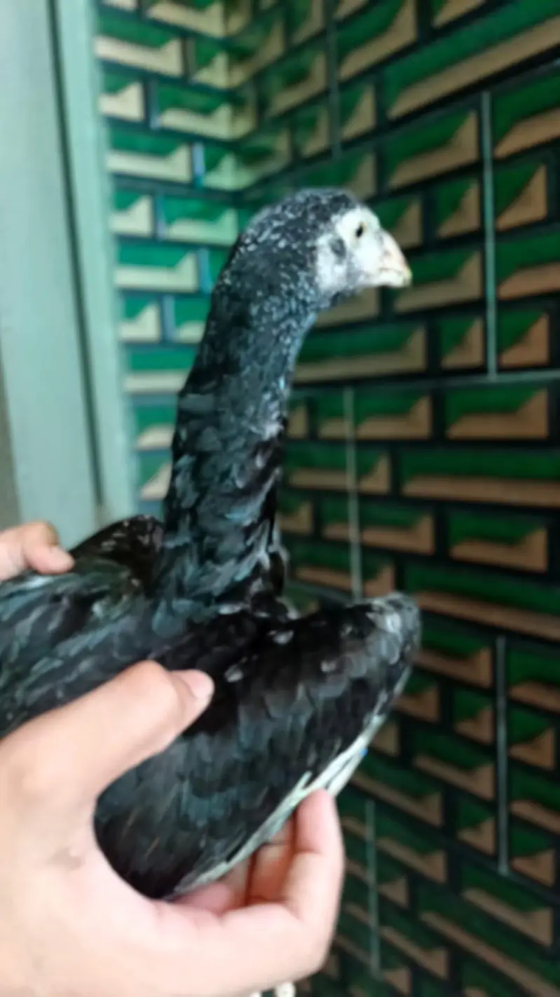 Aseel mianwali chick female hight quality — photo 4