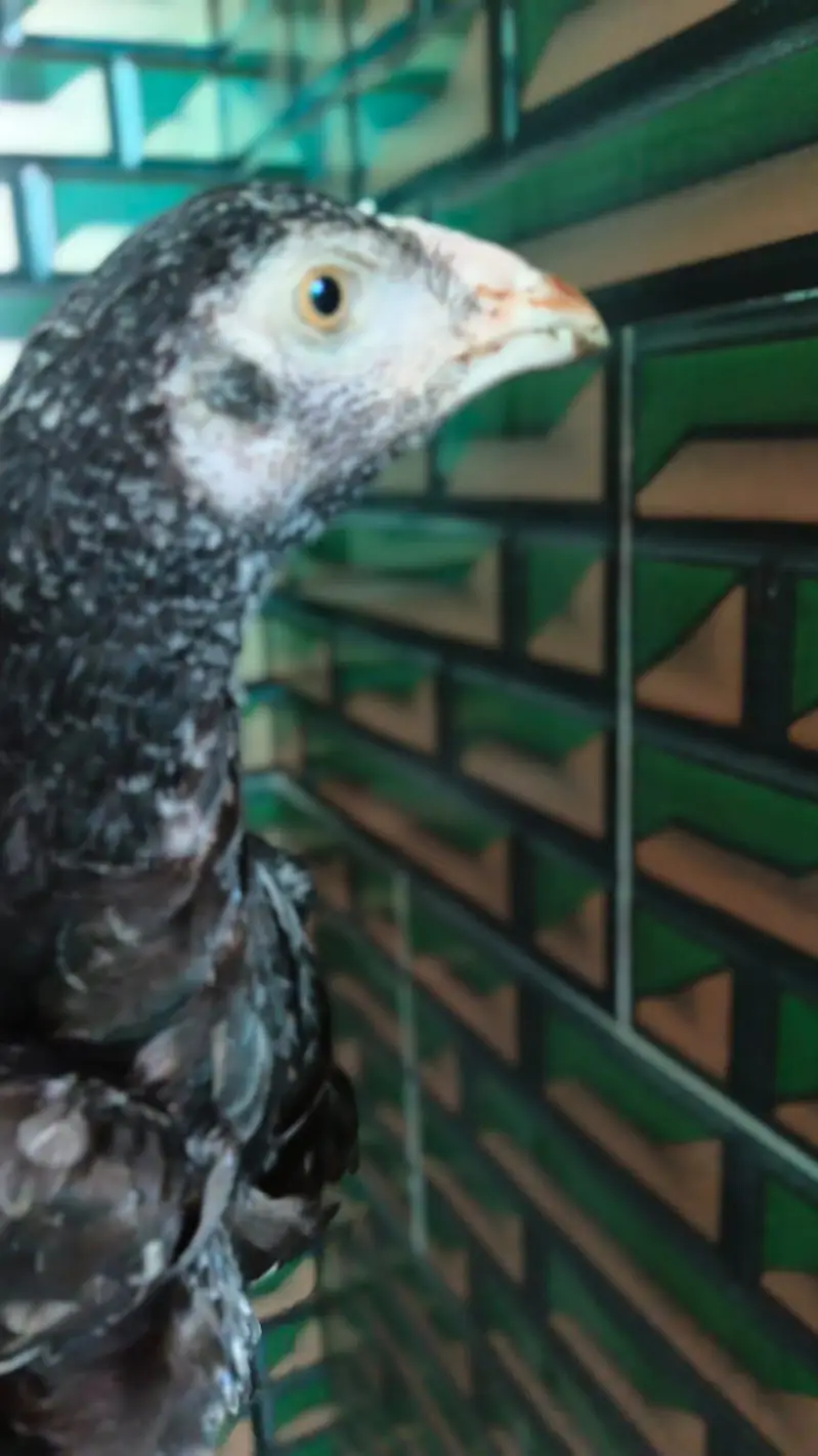 Aseel mianwali chick female hight quality — photo 5
