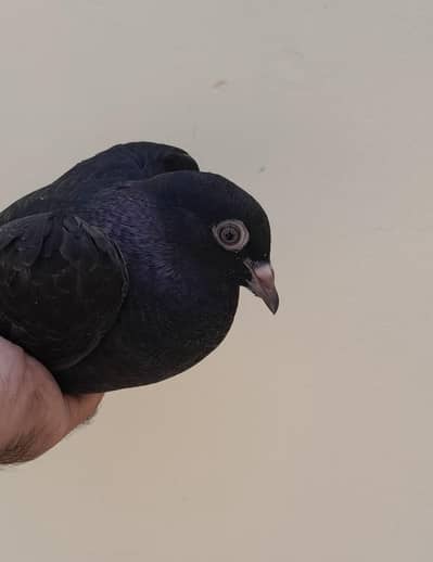 Female for Sale