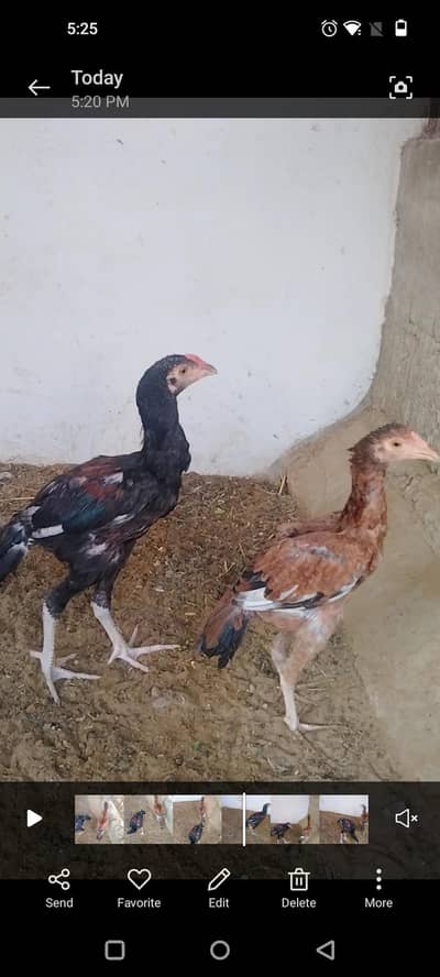 Aseel pair