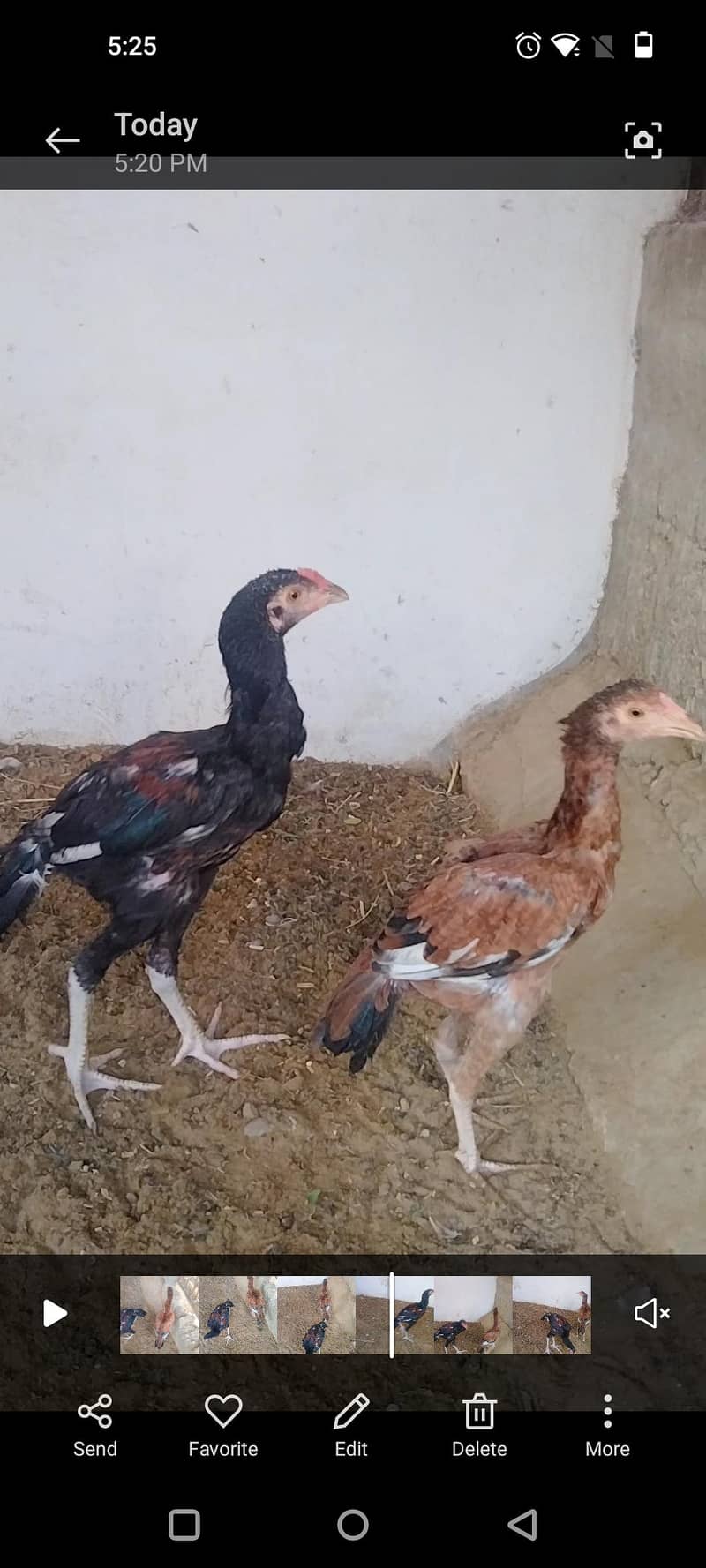 Aseel pair 0