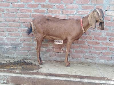 Nagri kras