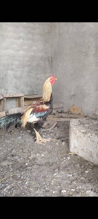 High quality Aseel pattha muzbot NOK jor