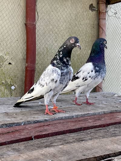 Teddy Kasoori Pair For Sale