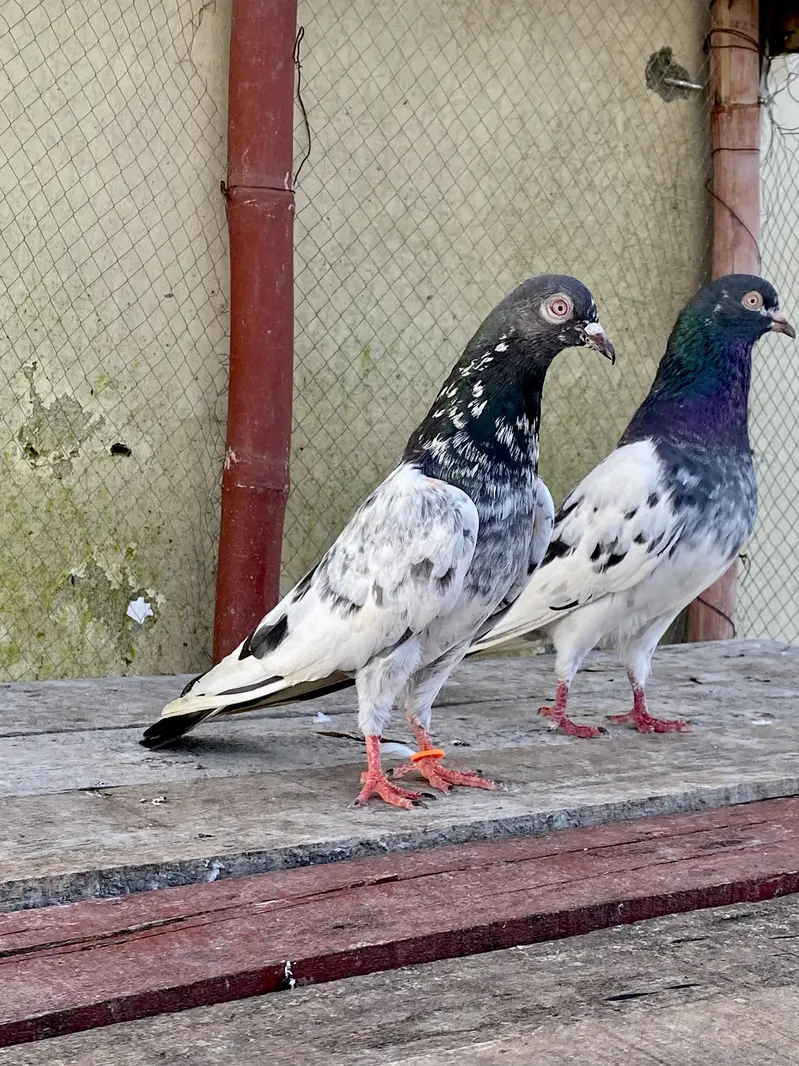 Teddy Kasoori Pair For Sale — photo 2