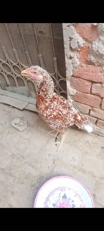 Aseel Mushki Female (2 Hens)