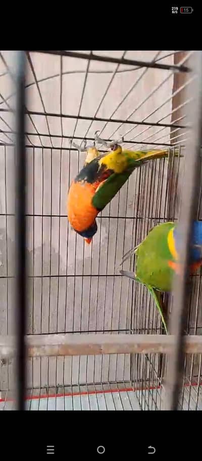 Red color pair