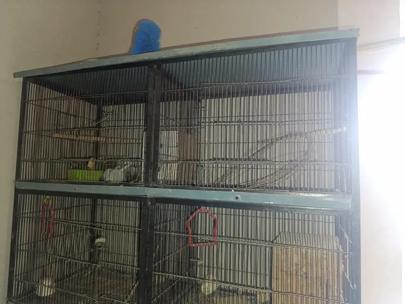 8 Portion Iron Cage — photo 3