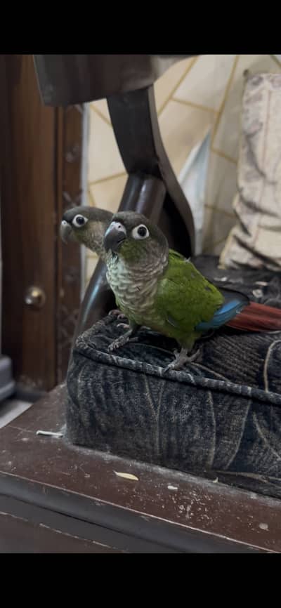 Pineapple Conure Yellow Sided Green Chick conure parrot hand tame