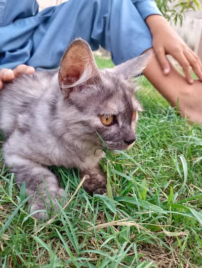 “5 Months Female Persian Cat – Grey & White”