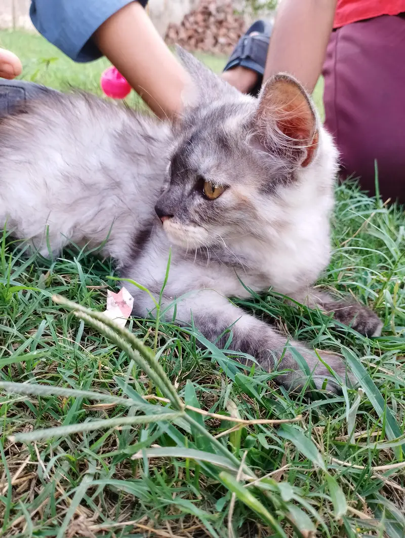 “5 Months Female Persian Cat – Grey & White” — photo 2