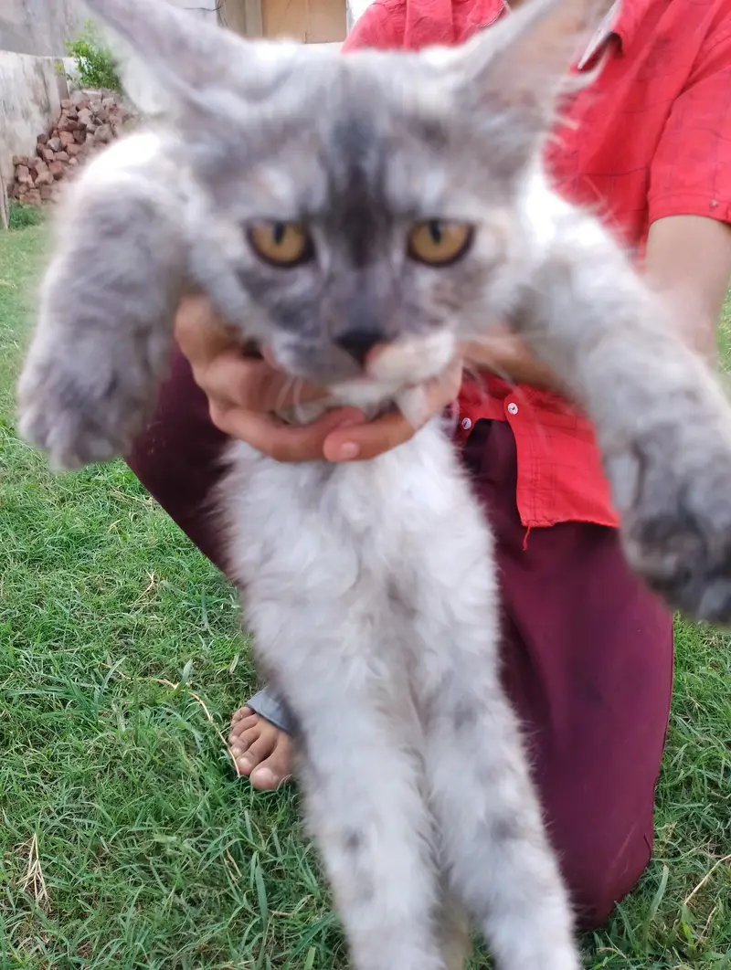 “5 Months Female Persian Cat – Grey & White” — photo 3
