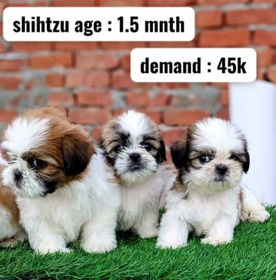 Shihtzu | Golden retriever | Siberian husky | wolly caot | shihtzu dog