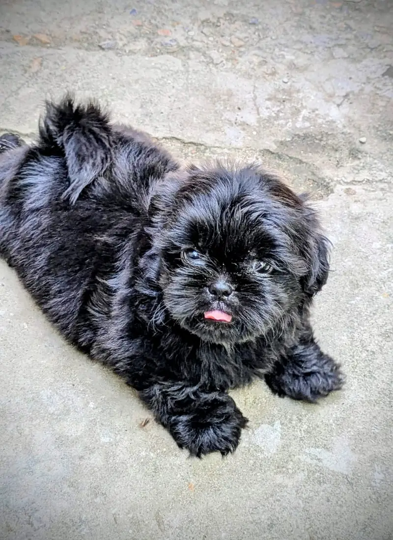 Shihtzu | Golden retriever | Siberian husky | wolly caot | shihtzu dog — photo 5