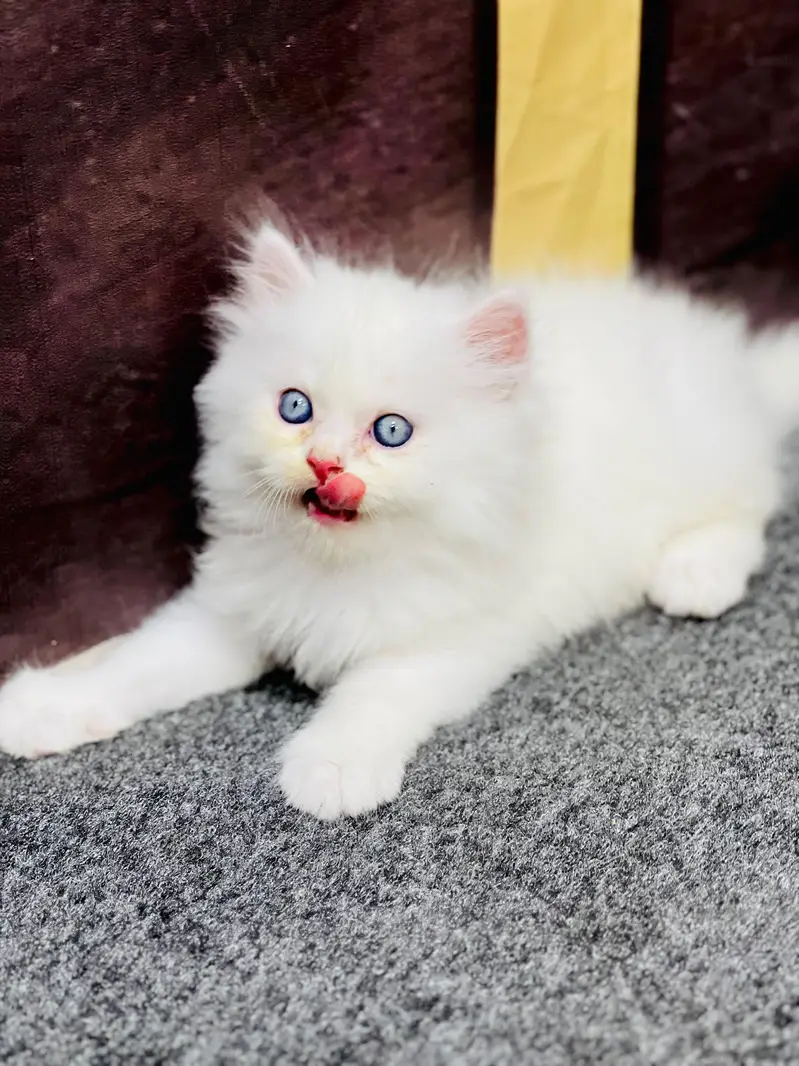 Cash on delivery persian cats & Kittens Available- Healthy & Playfull — photo 4