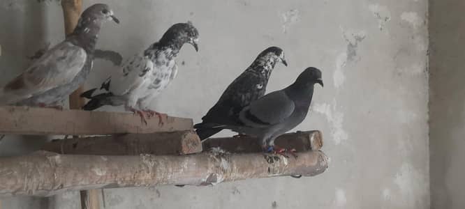 pigeon low flyer o333::8482008:::