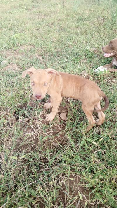 pitbull American terriorbloodline puppies
