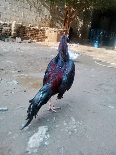 Aseel murga lakha