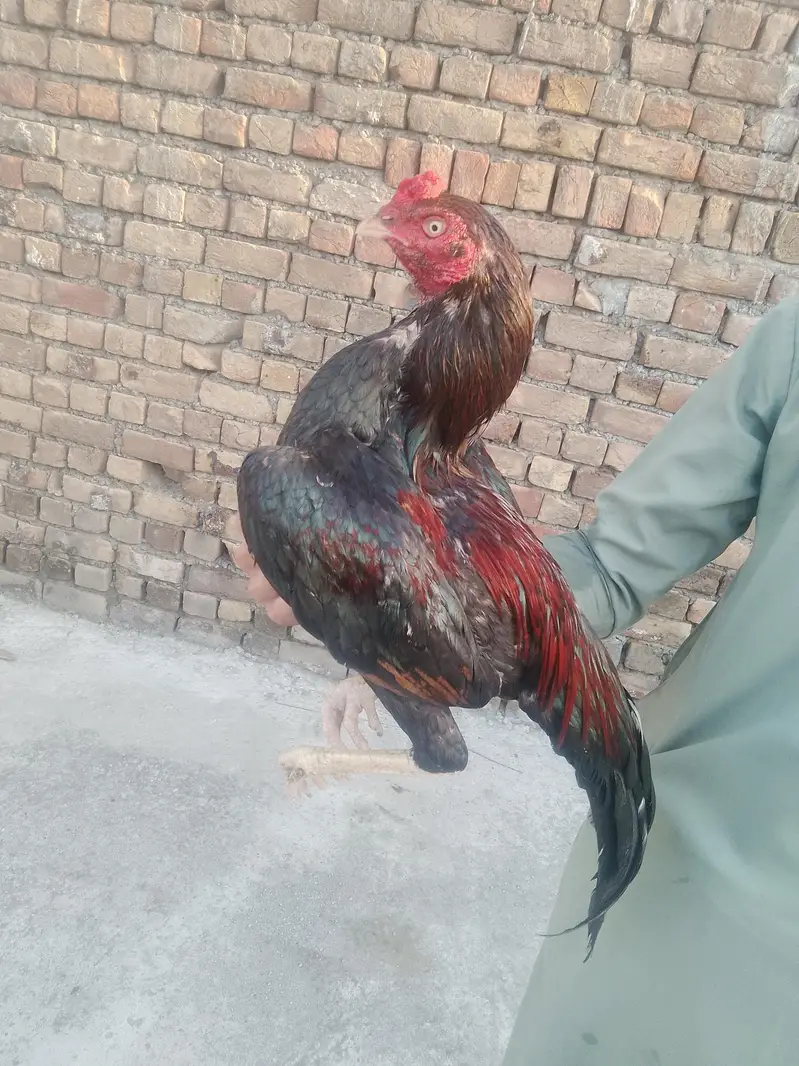 Aseel murga lakha — photo 2