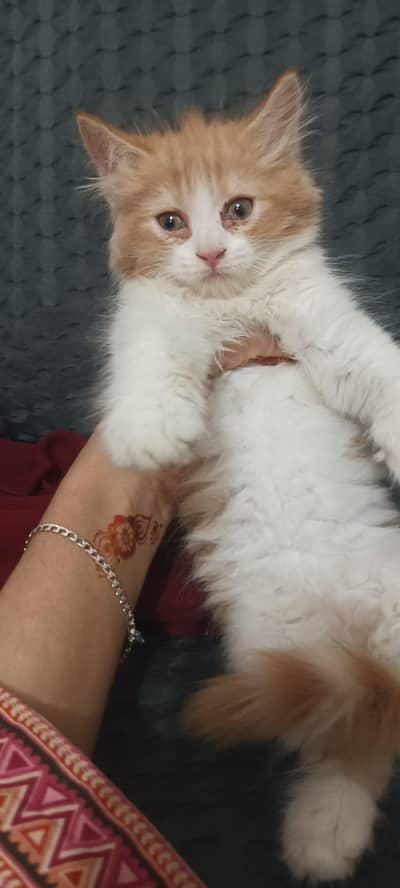 triple cort punch face Persian c kittens