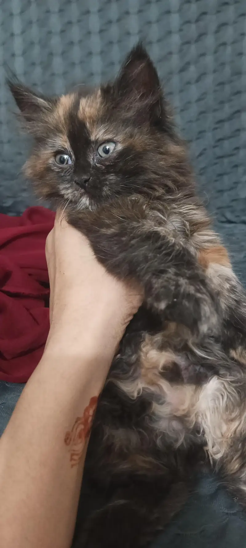 triple cort punch face Persian c kittens — photo 2