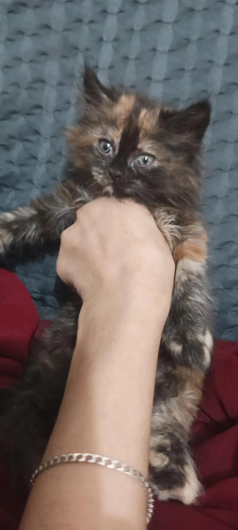triple cort punch face Persian c kittens — photo 3