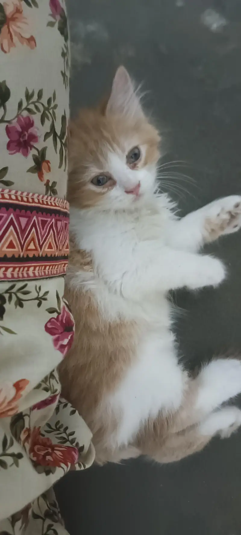 triple cort punch face Persian c kittens — photo 4