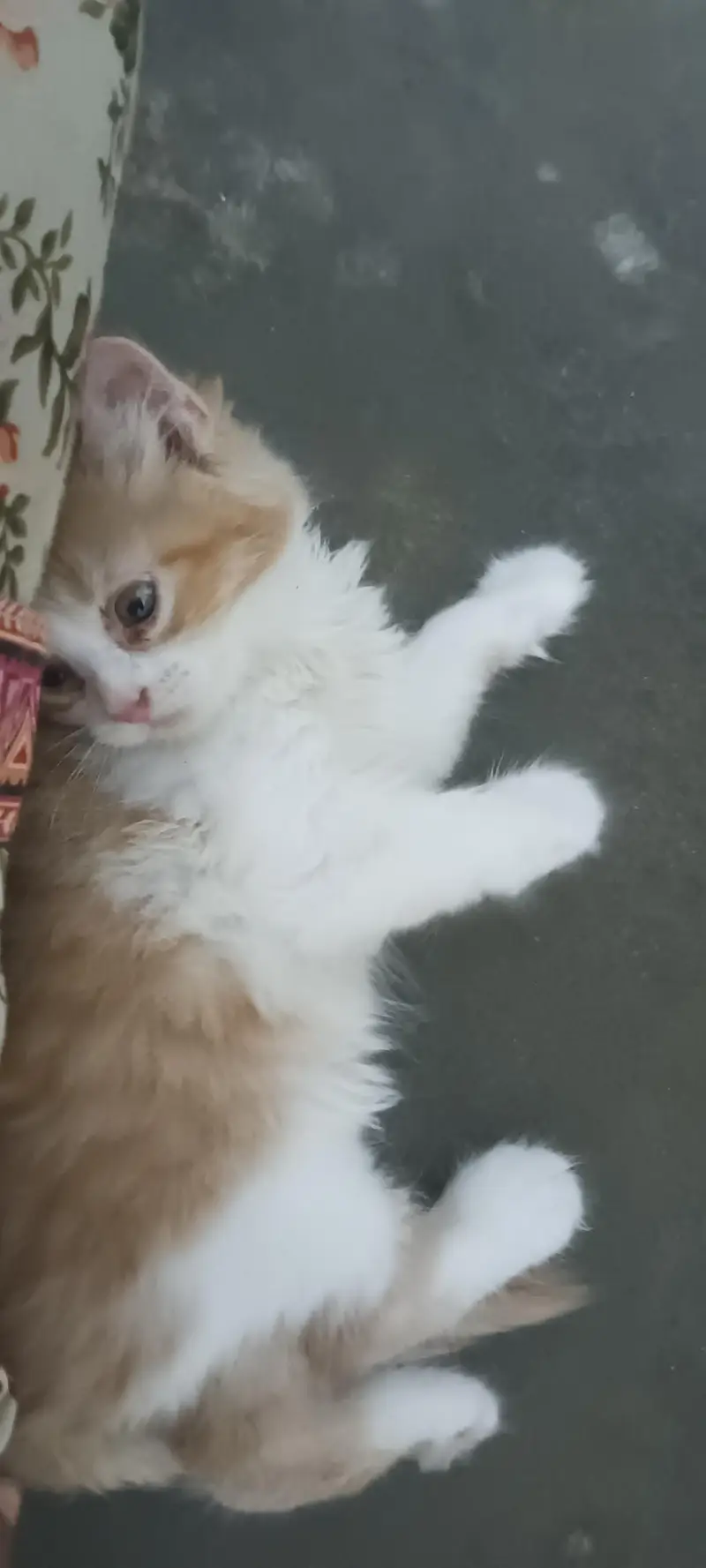 triple cort punch face Persian c kittens — photo 5