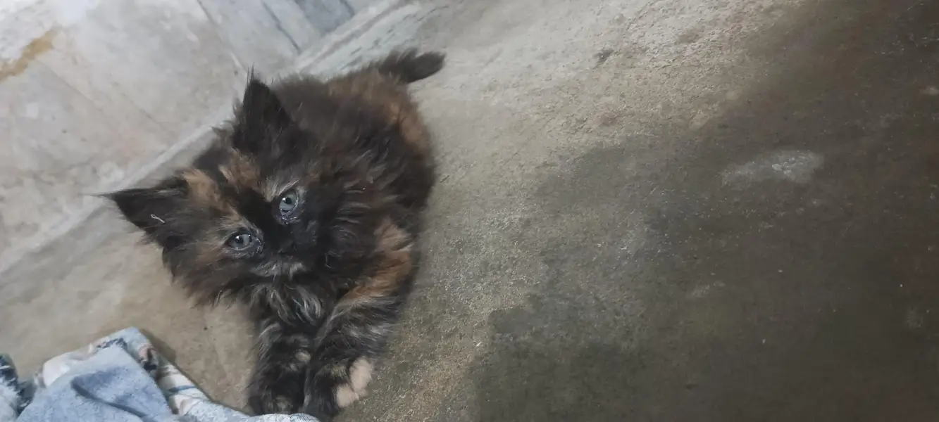 triple cort punch face Persian c kittens — photo 6