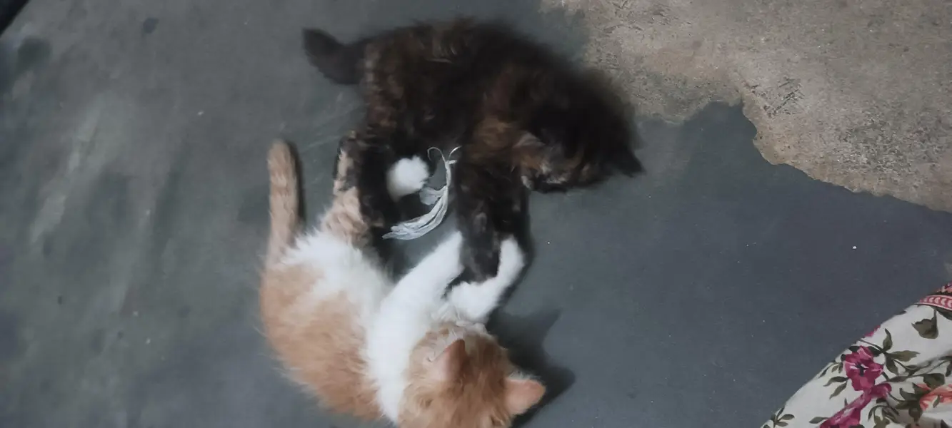 triple cort punch face Persian c kittens — photo 7