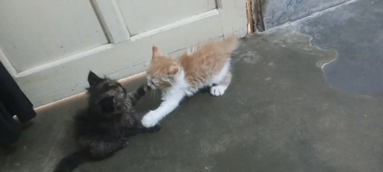 triple cort punch face Persian c kittens — photo 8