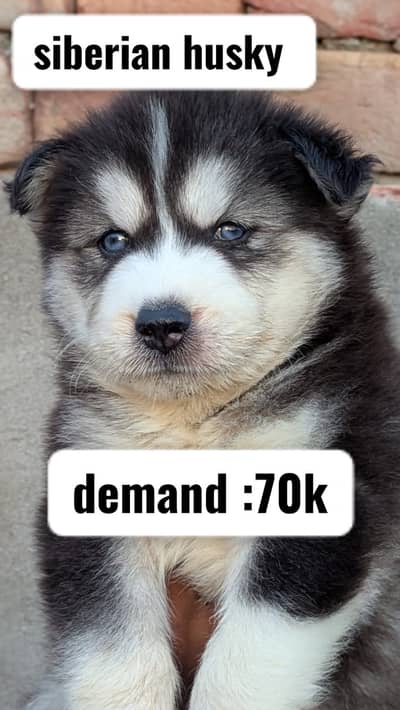 Siberain husky puppy | Golden restriver | shihtzu puppies | dog