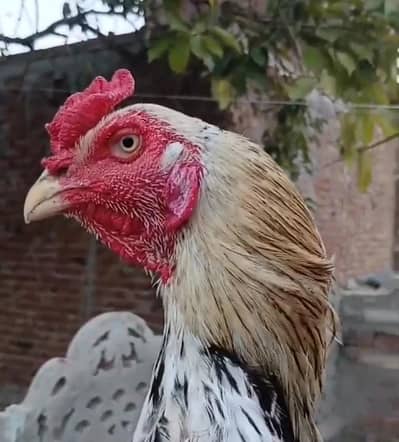 Pakistani aseel murga