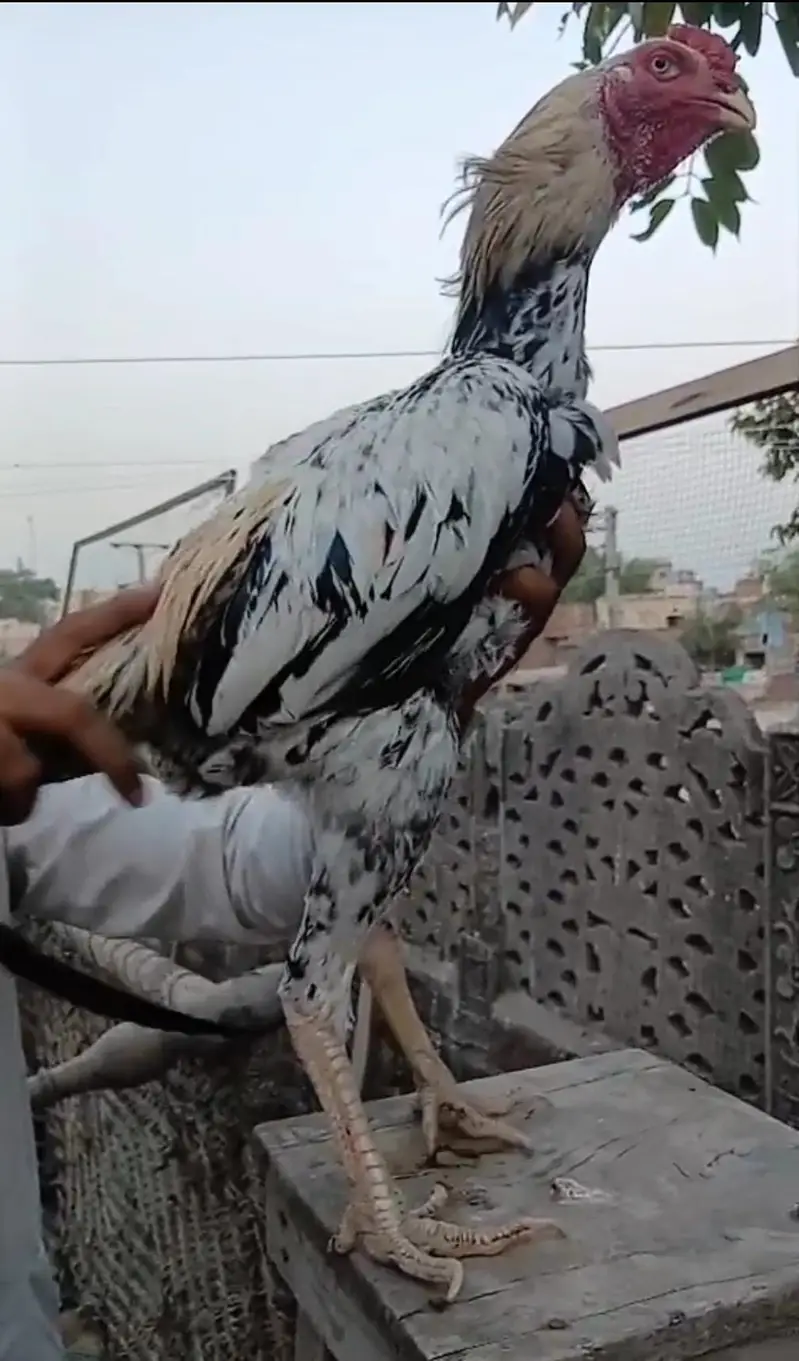 Pakistani aseel murga — photo 2