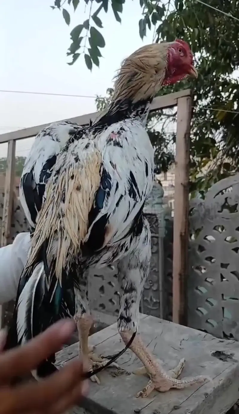 Pakistani aseel murga — photo 3