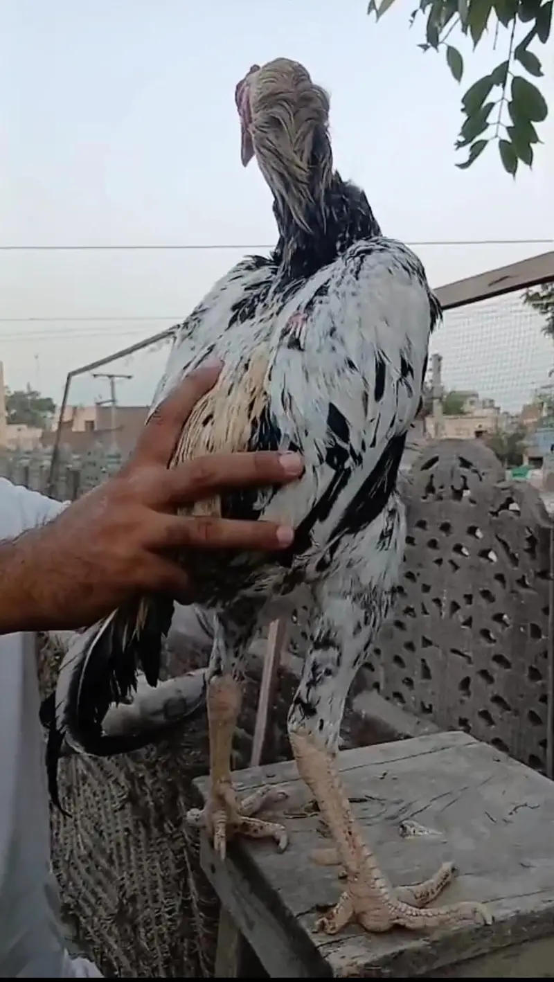 Pakistani aseel murga — photo 4