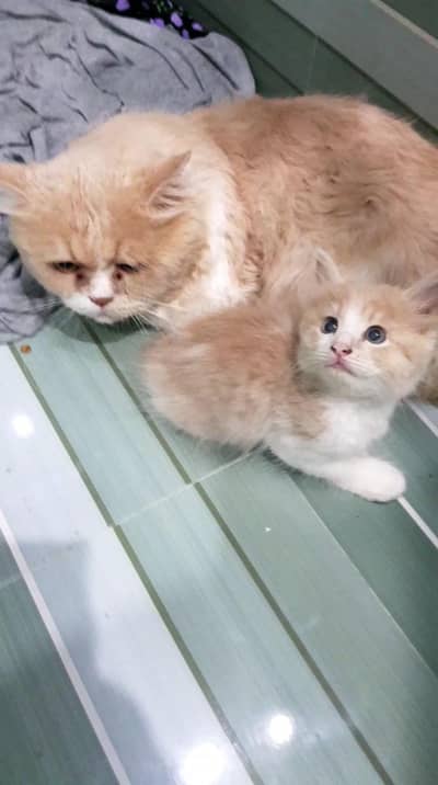 persian kitten
