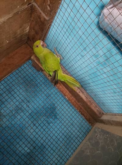 green  available for sale